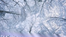Upwards view panorama of frozen trees in cold winter forest nature
