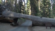 Tunnel Log is on Moro Rock Crescent Meadow Road in the Giant Forest area of Sequoia National Park