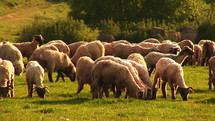 Flock of sheep. Psalm 23.