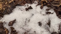 Melting snow on ground with tree leaves in spring forest; time lapse.
