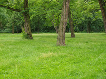 Meadow and trees in a park