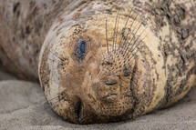 sleeping elephant seal 