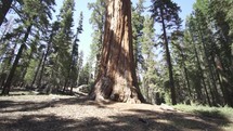 The General Sherman Colossal Giant Tree (Sequoiadendron giganteum) Largest Known Living Stem Tree on Earth in Sequoia National Park California USA