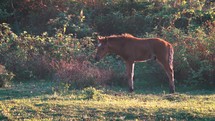 A foal grazing