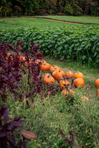 Pumpkins on a farm