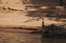 A freshwater crocodile sunning itself on a sandy riverbank.