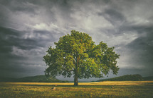 oak tree in a field with stormy clouds behind