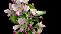 Fresh isolated fruit flowers blooming on black background on apple tree in spring time lapse
