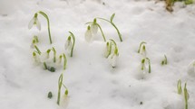 White snowdrop flowers blooming in grassy meadow in spring grow time lapse
