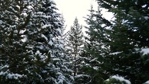 snow falling on evergreen trees 