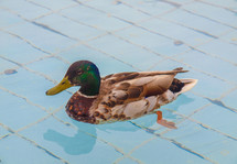Duck bird in a pool of water