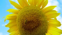Detail of a sunflower in full spring bloom with bees collecting nectar.