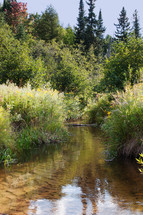 Stream running through tree-lined marsh.