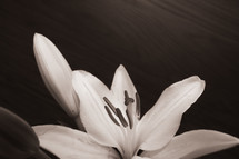 lily flower in sepia 
