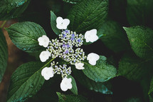 purple and white flowers 