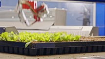 Automated planting process using advanced robot for planting leaves in trays