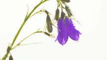 Violet bell flower campanula with  dew drops dancing in breeze wind in sunny morning on white background
