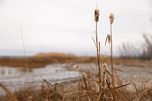 tall brown grasses along a lake shore 