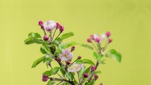 Time lapse  of apple tree flowers blooming in spring.
