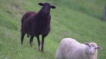 Black sheep on pasture
