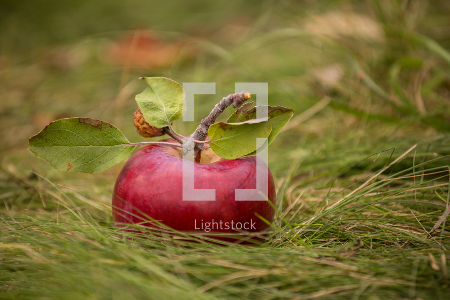 apple in the grass 