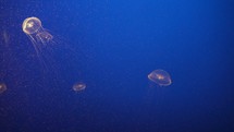Crystal jelly Aequorea victoria a bioluminescent hydrozoan jellyfish, or hydromedusa, that is found off the west coast of North America Deep Blue Background