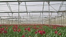 Amaryllis plants inside a large nethouse