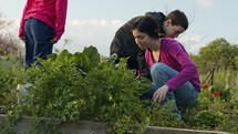 Children in an organic vegetable farm weeding and watering plants and vegetables