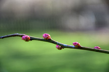 budding spring branch 