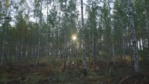 Moving through a open forest of birch trees and brush with  sun rays