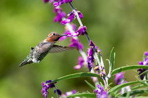 hummingbird feeding on flowers 