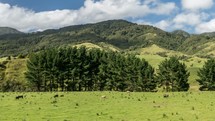 Time lapse of cattle in free range pasture on bio nature farm in green New Zealand mountains
