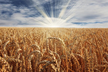 golden wheat field 