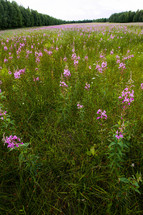 field of purple wildflowers 