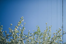 spring flowers on trees and power lines 