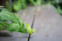 wet ivy leaves 