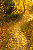aspen leaves covering trail through a forest 