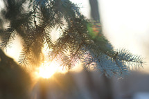evergreen branch and morning sunlight 