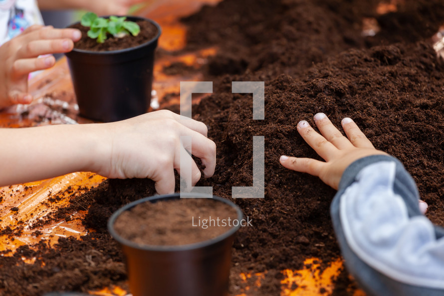 Closeup view of hands toddler planting young beet seedling in to a fertile soil
