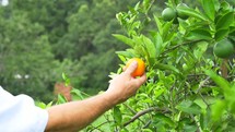 a man picking an orange of a tree 