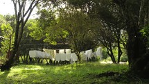 laundry on a clothesline in Kenya 