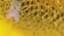 Bee on the sunflower nectar