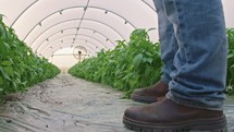 Low angle shot of basil greenhouse with farmer walking inside.