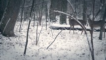 deer in a snowy forest 