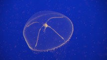Crystal jelly Aequorea victoria a bioluminescent hydrozoan jellyfish, or hydromedusa, that is found off the west coast of North America Deep Blue Background