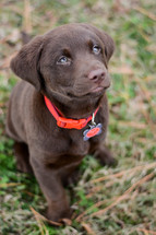 A brown puppy wearing a red collar.