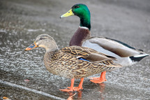 Mallard duck couple 