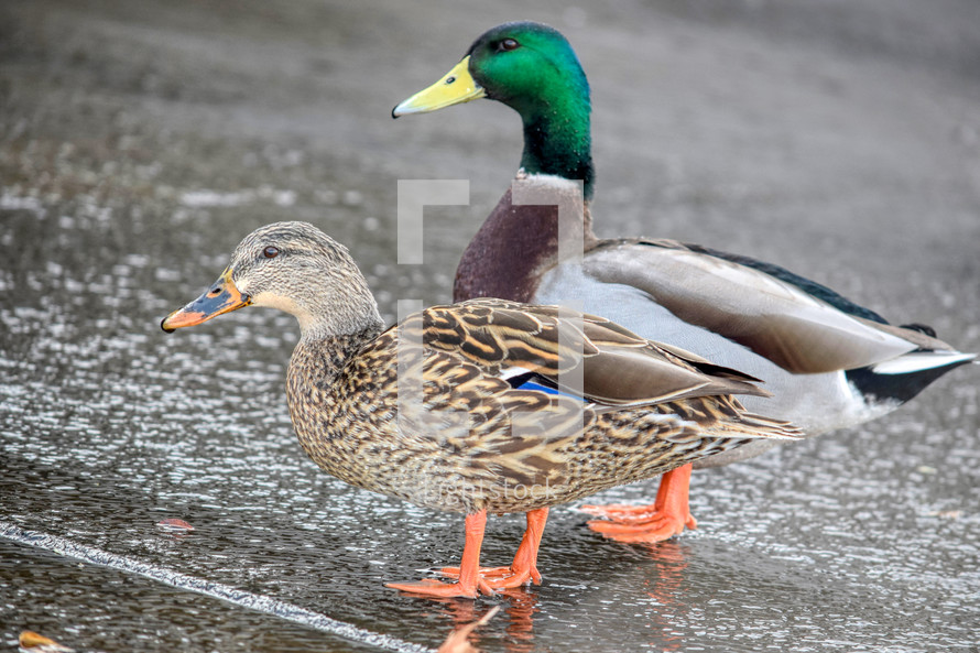 Mallard duck couple 