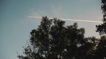 Large tree, blue sky, plane vapour trail, summer sky scene with aeroplane