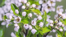 White flowers blooming in fruit tree in fresh spring nature Growing Time-lapse